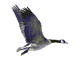 flygoosel.gif
